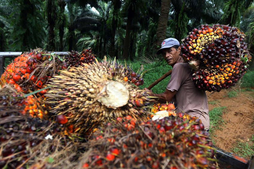 Balada Gagasan Prabowo Soal Perluasan Kebun Sawit: Eksistensi di Tengah Deforestasi